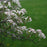 Chokeberry, Brilliant Red Chokeberry