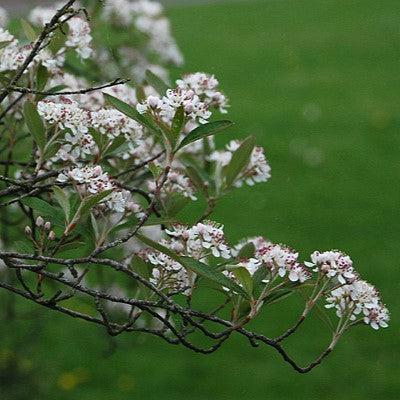 Chokeberry, Brilliant Red Chokeberry