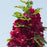 Hollyhock, Spring Celebrities™  Crimson Hollyhock