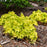 Coral Bells, PW® Dolce® Apple Twist Heuchera