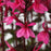 Cardinal Flower, Starship™ Rose Cardinal Flower