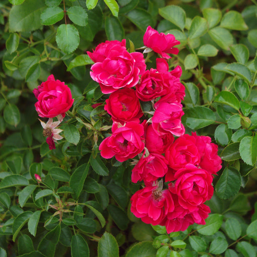 Rose, Flower Carpet® Scarlet Rose