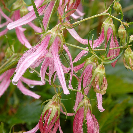Bellflower, Pink Octopus Bellflower