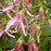 Bellflower, Pink Octopus Bellflower