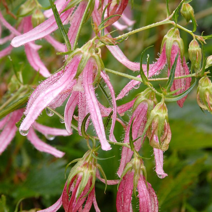 Bellflower, Pink Octopus Bellflower
