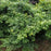 Maple, Waterfall Japanese Maple