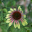 Coneflower, Green Twister Echinacea