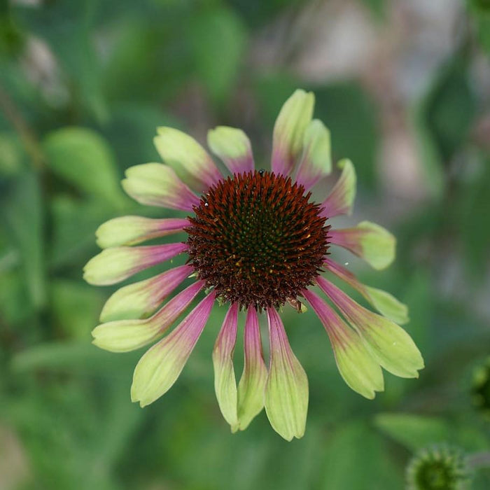 Coneflower, Green Twister Echinacea