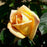 Rose, Oregold Hybrid Tea Rose