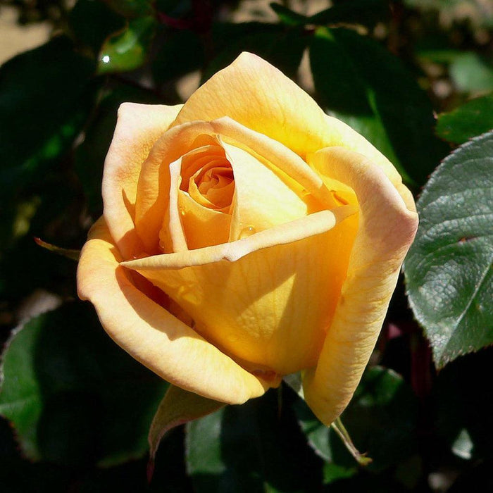 Rose, Oregold Hybrid Tea Rose