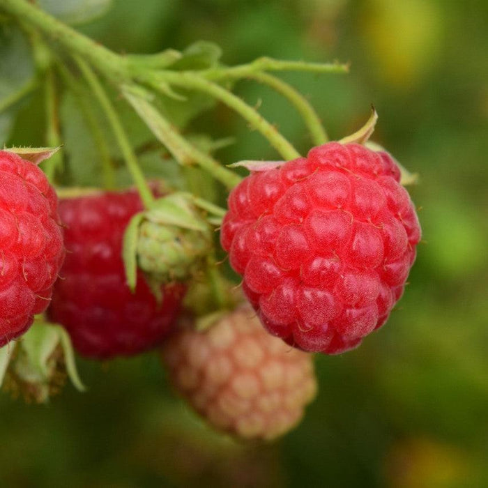Raspberry, Meeker Red Raspberry, 2 gal (10-15 in)
