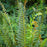 Fern, Christmas Fern