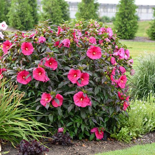 Hibiscus, Summerific® Evening Rose Hibiscus