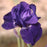 Iris, Halston Bearded Iris
