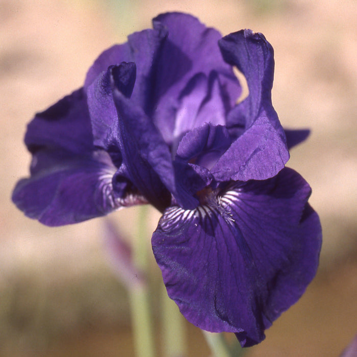 Iris, Halston Bearded Iris