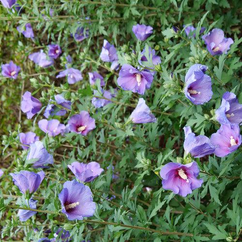 Hibiscus, Paraplu Violet® Rose of Sharon