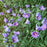 Hibiscus, Paraplu Violet® Rose of Sharon