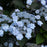 Hydrangea, Tiny Tuff Stuff™ Serrata Hydrangea