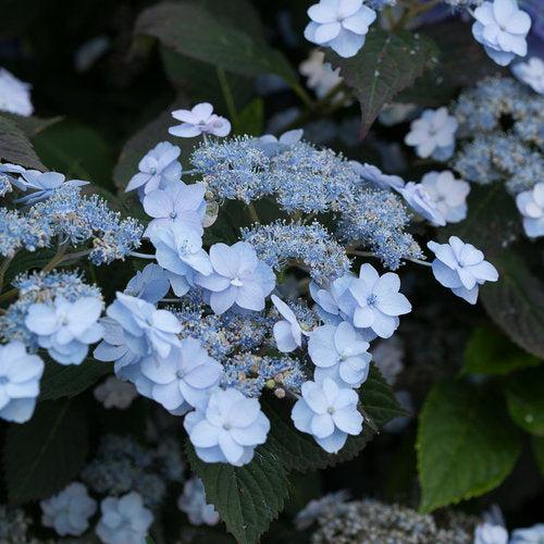 Hydrangea, Tiny Tuff Stuff™ Serrata Hydrangea