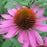 Coneflower, Purple Coneflower