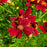 Tickseed, Permathreads™ Red Satin Coreopsis