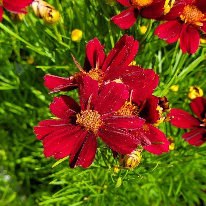 Tickseed, Permathreads™ Red Satin Coreopsis