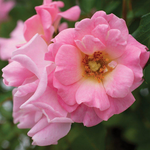 Rose, Blushing Drift® Rose