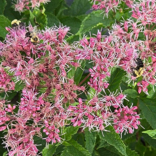 Joe Pye Weed, Little Pye Coastal Pye Weed