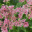 Joe Pye Weed, Little Pye Coastal Pye Weed