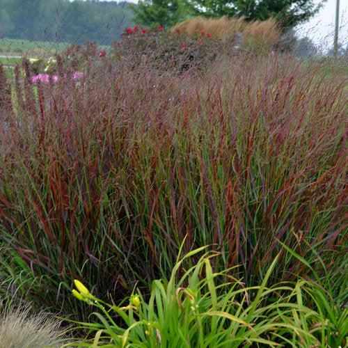 Grass, Prairie Winds® Cheyenne Sky Switch Grass