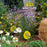 Verbena, Lollipop Verbena