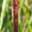 Rose, Swamp Rose