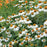 Coneflower, PowWow® White Echinacea