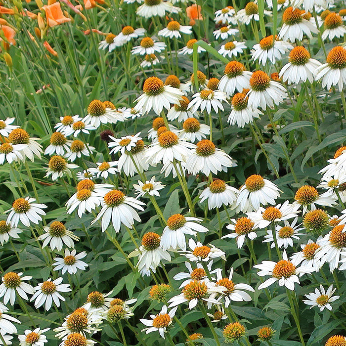 Coneflower, PowWow® White Echinacea