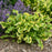 Hosta, PW® Shadowland® Wheee! Hosta
