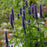 Hyssop, Black Adder Giant Hyssop