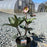 Hellebore, FrostKiss™ Dorothy's Dawn® Lenten Rose