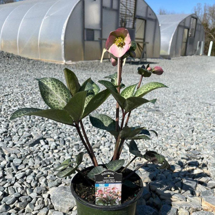 Hellebore, FrostKiss™ Dorothy's Dawn® Lenten Rose