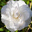 Rose, Iceberg Rose