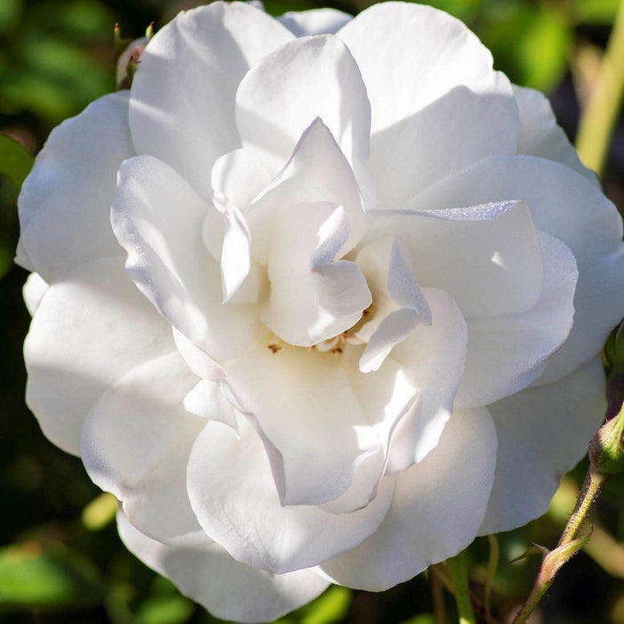 Rose, Iceberg Rose