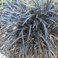 Grass, Black Mondo Grass