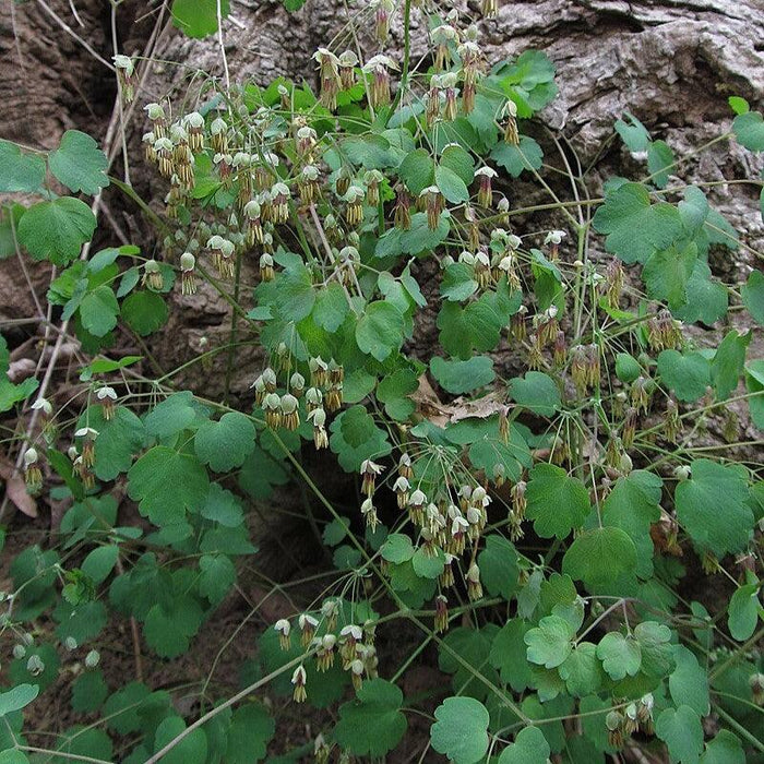 Meadow Rue, Early Meadow Rue