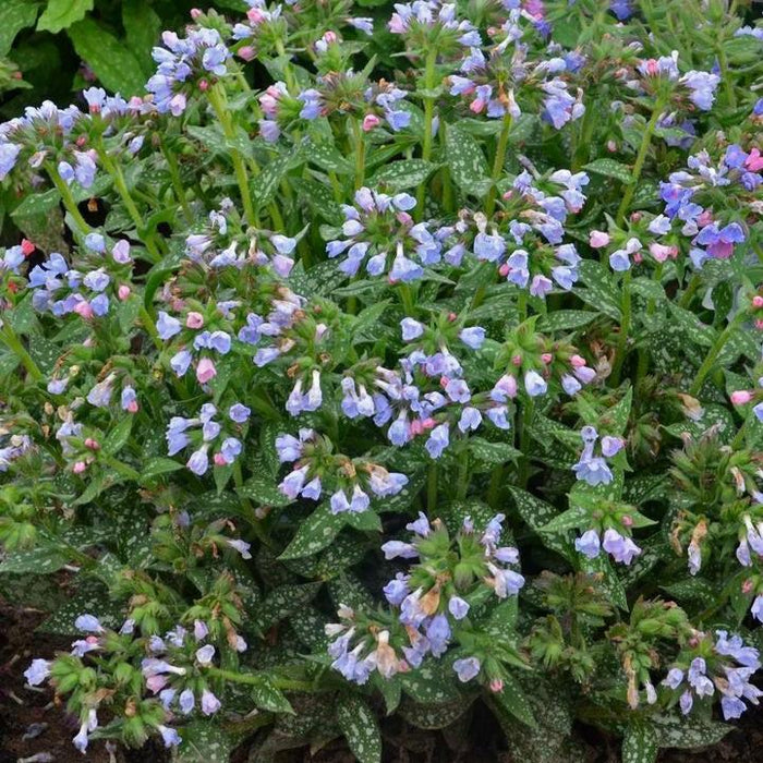 Lungwort, Twinkle Toes Lungwort