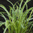 Grass, Variegated Lily Turf