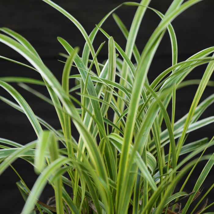 Grass, Variegated Lily Turf