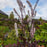 Cohosh, Pink Spike Bugbane