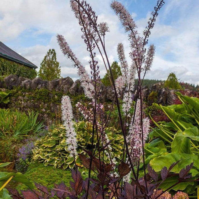 Cohosh, Pink Spike Bugbane