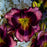 Daylily, PW® Rainbow Rhythm® Storm Shelter Daylily