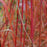 Grass, Dancing Wind Big Bluestem