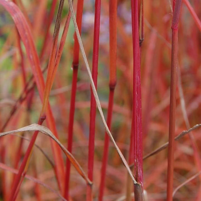 Grass, Dancing Wind Big Bluestem